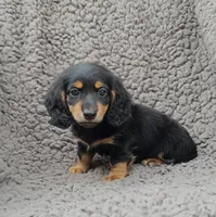 MACY, a female Miniature Dachshund for sale in Nappanee, IN – 2 of 2