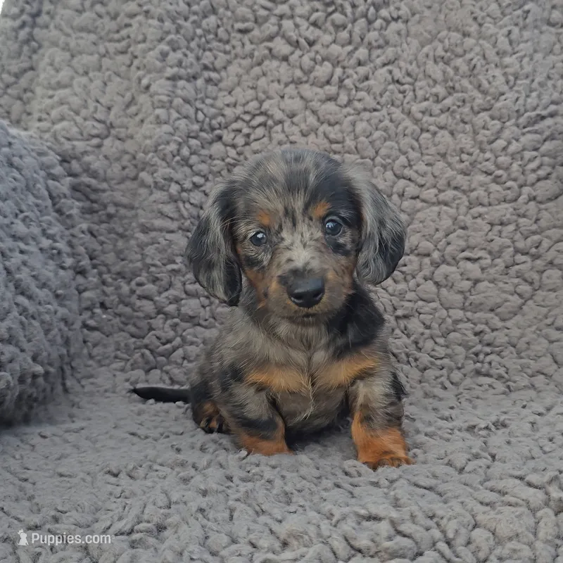 JACE – Miniature Dachshund puppy for sale in Nappanee, IN