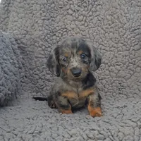JACE, a male Miniature Dachshund for sale in Nappanee, IN – 1 of 5