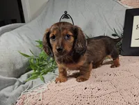 IKE, a male Miniature Dachshund for sale in Nappanee, IN – Photo 5 of 5
