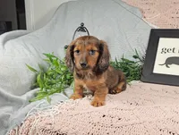 IKE, a male Miniature Dachshund for sale in Nappanee, IN – Photo 4 of 5