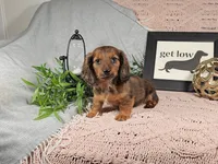 IKE, a male Miniature Dachshund for sale in Nappanee, IN – Photo 3 of 5