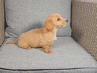 ROMEO, a male Miniature Dachshund for sale in Nappanee, IN – Photo 5 of 5