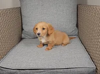 ROMEO, a male Miniature Dachshund for sale in Nappanee, IN – Photo 4 of 5