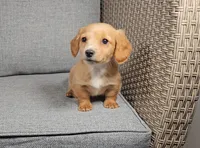 ROMEO, a male Miniature Dachshund for sale in Nappanee, IN – Photo 3 of 5