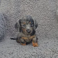 JACE, a male Miniature Dachshund for sale in Nappanee, IN – 3 of 5