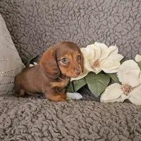 ROXY, a female Miniature Dachshund for sale in Nappanee, IN – 3 of 4