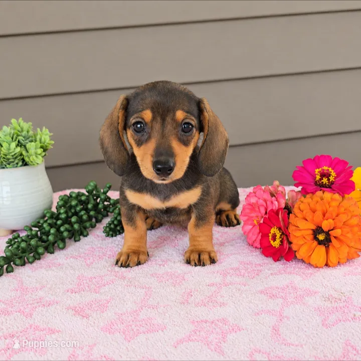 PENNY – Miniature Dachshund puppy for sale in Nappanee, IN