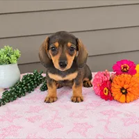 PENNY, a female Miniature Dachshund for sale in Nappanee, IN – 1 of 3