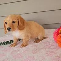 GOLDIE, a female Miniature Dachshund for sale in Nappanee, IN – 4 of 4
