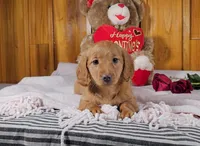 KATY, a female Miniature Dachshund for sale in Nappanee, IN – Photo 1 of 5