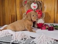 KATY, a female Miniature Dachshund for sale in Nappanee, IN – Photo 4 of 5