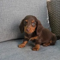 ZEB, a male Miniature Dachshund for sale in Nappanee, IN – 2 of 7