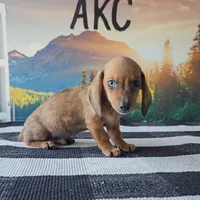 LEO, a male Miniature Dachshund for sale in Nappanee, IN – 3 of 5