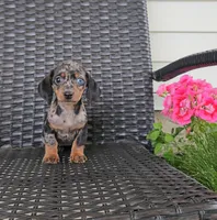 LAUREL, a female Miniature Dachshund for sale in Nappanee, IN – 4 of 4