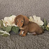 RAVEN, a female Miniature Dachshund for sale in Nappanee, IN – 2 of 3