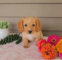 GOLDIE, a female Miniature Dachshund for sale in Nappanee, IN – 2 of 4