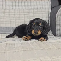 MILO, a male Miniature Dachshund for sale in Nappanee, IN – 2 of 4