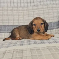 Mason, a male Miniature Dachshund for sale in Nappanee, IN – 5 of 5