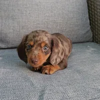 ELVIS, a male Miniature Dachshund for sale in Nappanee, IN – 3 of 5