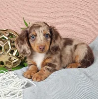 JASPER, a male Miniature Dachshund for sale in Nappanee, IN – 3 of 4