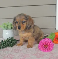 SOPHIE, a female Miniature Dachshund for sale in Nappanee, IN – 3 of 5