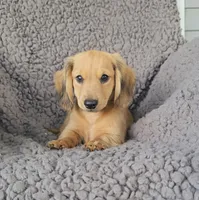JAKE, a female Miniature Dachshund for sale in Nappanee, IN – 3 of 4