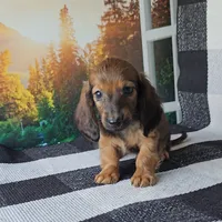 SAMMY, a male Miniature Dachshund for sale in Nappanee, IN – 3 of 5