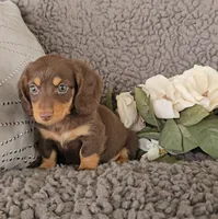 ROCKY, a male Miniature Dachshund for sale in Nappanee, IN – 2 of 5