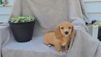 JASMINE, a female Miniature Dachshund for sale in Nappanee, IN – 3 of 5