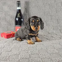 SIERRA, a female Miniature Dachshund for sale in Nappanee, IN – Photo 5 of 5