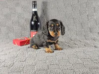 SIERRA, a female Miniature Dachshund for sale in Nappanee, IN – Photo 5 of 5