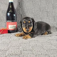 SIERRA, a female Miniature Dachshund for sale in Nappanee, IN – Photo 4 of 5