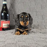 SIERRA, a female Miniature Dachshund for sale in Nappanee, IN – Photo 2 of 5