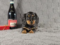 SIERRA, a female Miniature Dachshund for sale in Nappanee, IN – Photo 2 of 5