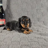 SIERRA, a female Miniature Dachshund for sale in Nappanee, IN – Photo 1 of 5