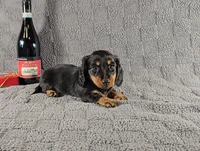 SIERRA, a female Miniature Dachshund for sale in Nappanee, IN – Photo 1 of 5