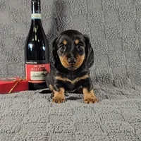 SIERRA, a female Miniature Dachshund for sale in Nappanee, IN – Photo 3 of 5