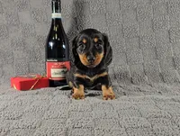 SIERRA, a female Miniature Dachshund for sale in Nappanee, IN – Photo 3 of 5