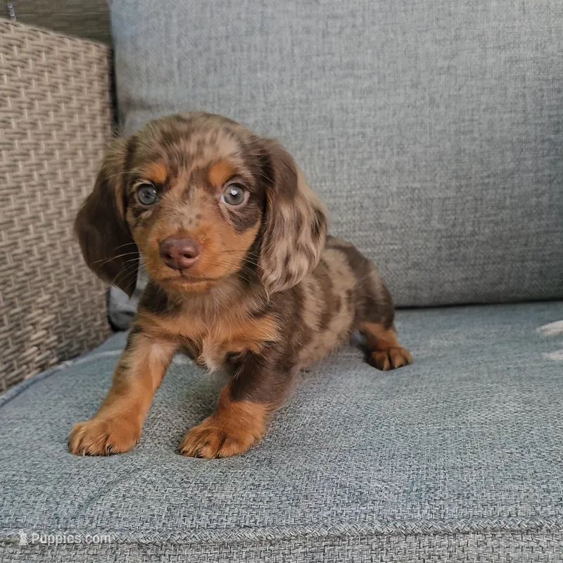 ELVIS – Miniature Dachshund puppy for sale in Nappanee, IN