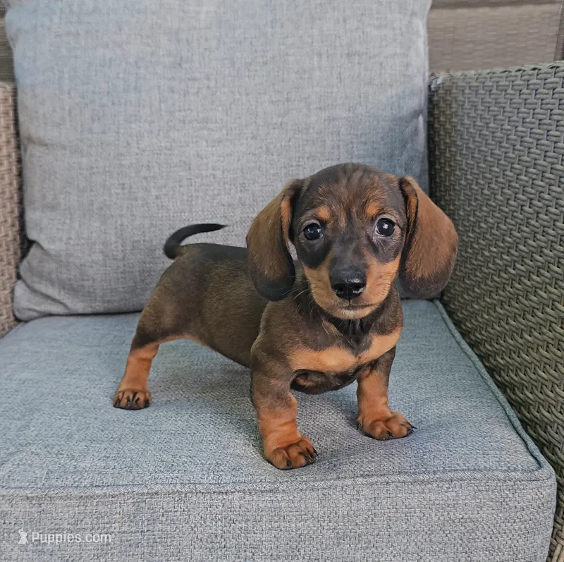 PIPER – Miniature Dachshund puppy for sale in Nappanee, IN