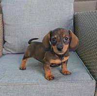 PIPER, a female Miniature Dachshund for sale in Nappanee, IN – 1 of 5