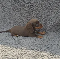 JASMINE , a female Miniature Dachshund for sale in Nappanee, IN – 2 of 2