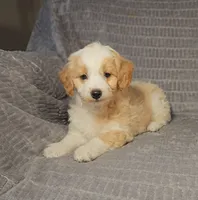 MINDY, a female Aussiedoodle for sale in Nappanee, IN – 4 of 6