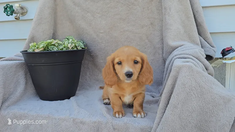 JASMINE – Miniature Dachshund puppy for sale in Nappanee, IN
