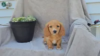 JASMINE, a female Miniature Dachshund for sale in Nappanee, IN – 1 of 5