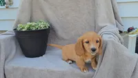 JASMINE, a female Miniature Dachshund for sale in Nappanee, IN – 5 of 5