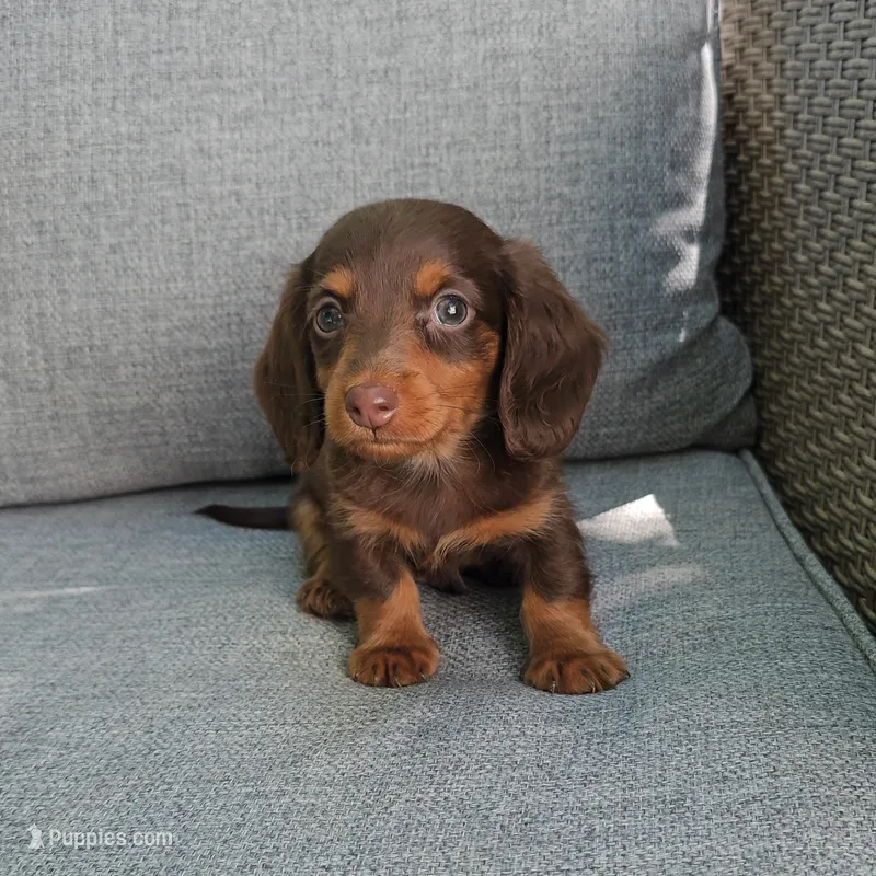 ZEB – Miniature Dachshund puppy for sale in Nappanee, IN