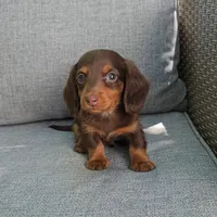 ZEB, a male Miniature Dachshund for sale in Nappanee, IN – 1 of 7