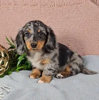 GABBY, a female Miniature Dachshund for sale in Nappanee, IN – 3 of 5